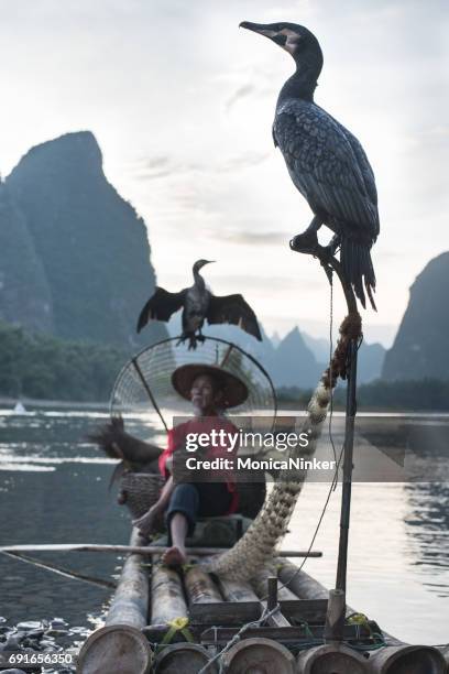 fisherman of yangshuo - cormorant stock pictures, royalty-free photos & images