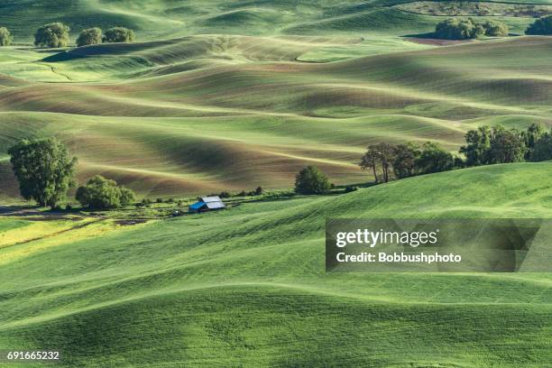 green rolling hills, palouse, washington state - palouse imagens e fotografias de stock