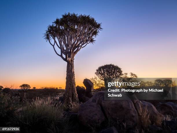 quiver tree, aloe dichotoma - quivertree forest stockfoto's en -beelden