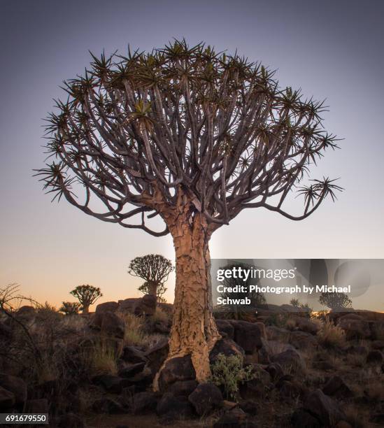 quiver tree forest, namibia - quiver tree stock pictures, royalty-free photos & images