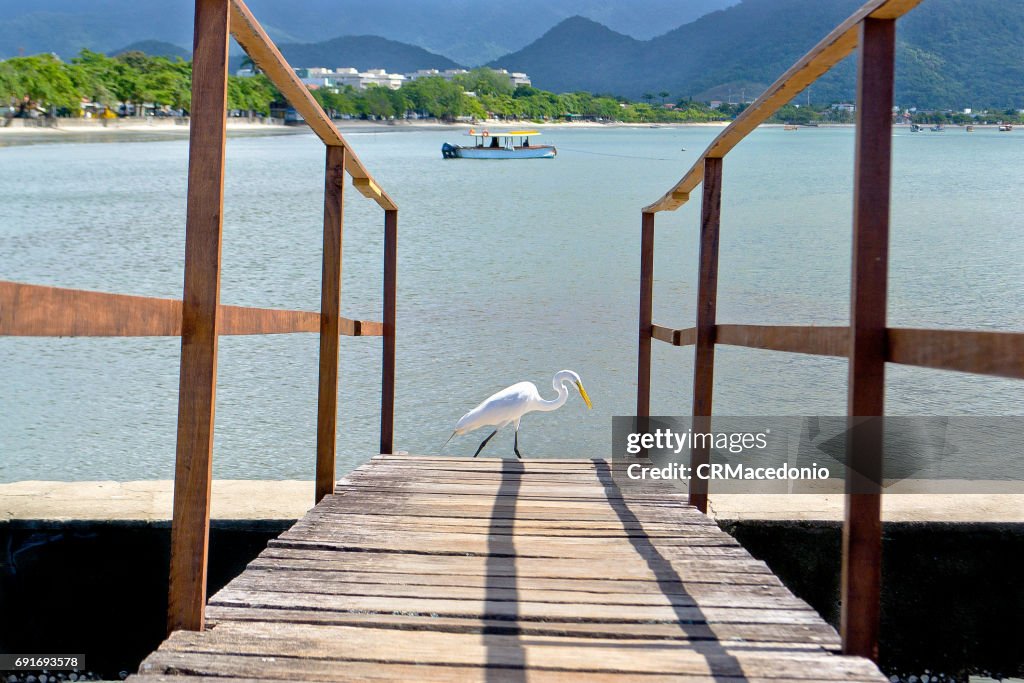 The white heron walking.