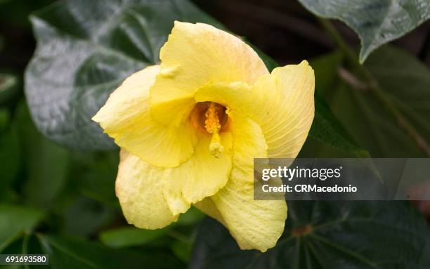 yellow hibiscus. nature of flowers. - crmacedonio imagens e fotografias de stock