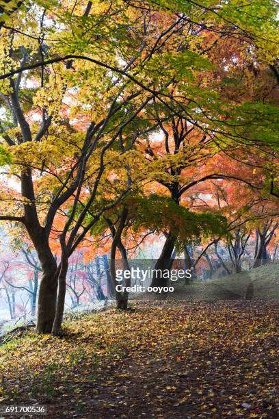 japanse herfst landschap - nagatoro stockfoto's en -beelden
