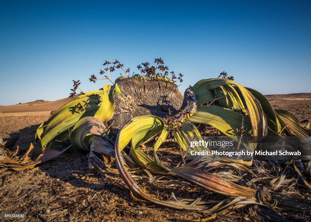 Welwitschia mirabilis