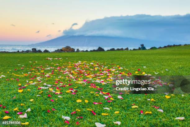 beautiful rose petals on wailea beach at dawn, maui, hawaii - cérémonie photos et images de collection