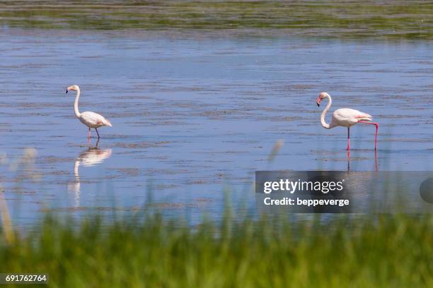 valli di comacchio - fenicottero fotografías e imágenes de stock