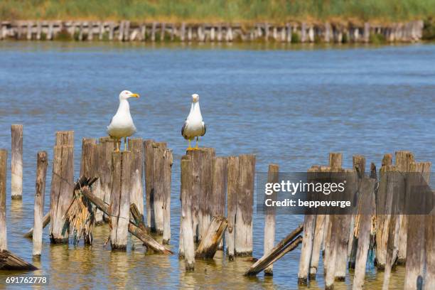 valli di comacchio - gabbiano stockfoto's en -beelden