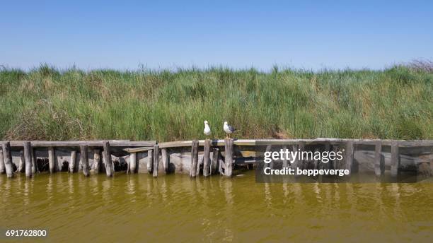 valli di comacchio - gabbiano ストックフォトと画像