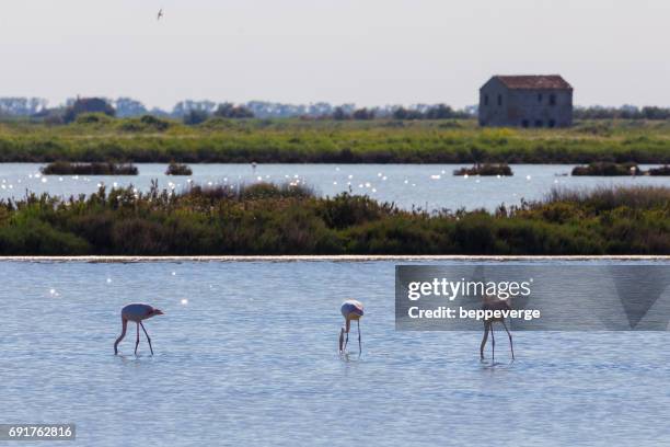 valli di comacchio - fenicottero fotografías e imágenes de stock