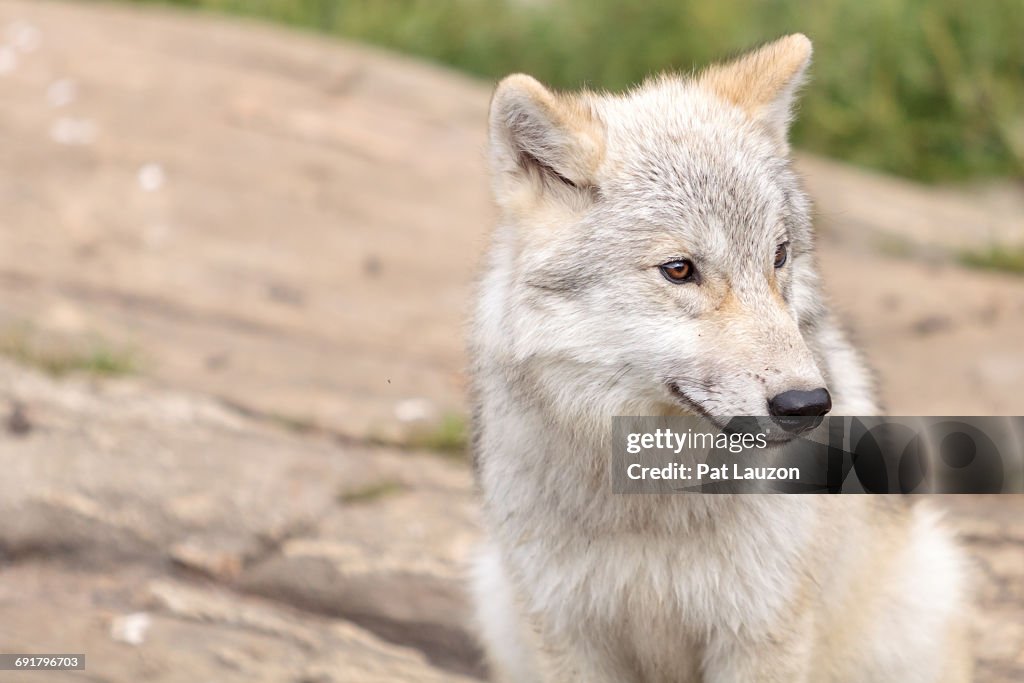 Adolescent Wolves Juvenile Arctic Wolf Bildbanksbilder - Getty Images