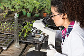 Biologist working with microscope in greenhouse