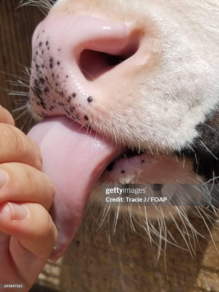 Cow licking person hand