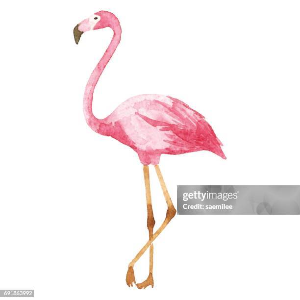 ilustraciones, imágenes clip art, dibujos animados e iconos de stock de flamingo acuarela - animal mouth stock illustrations