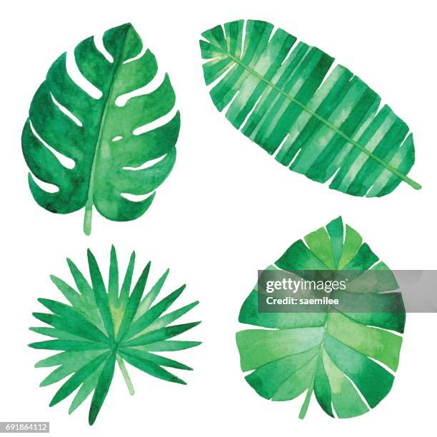watercolor tropical leaves - palm trees clipart stock illustrations