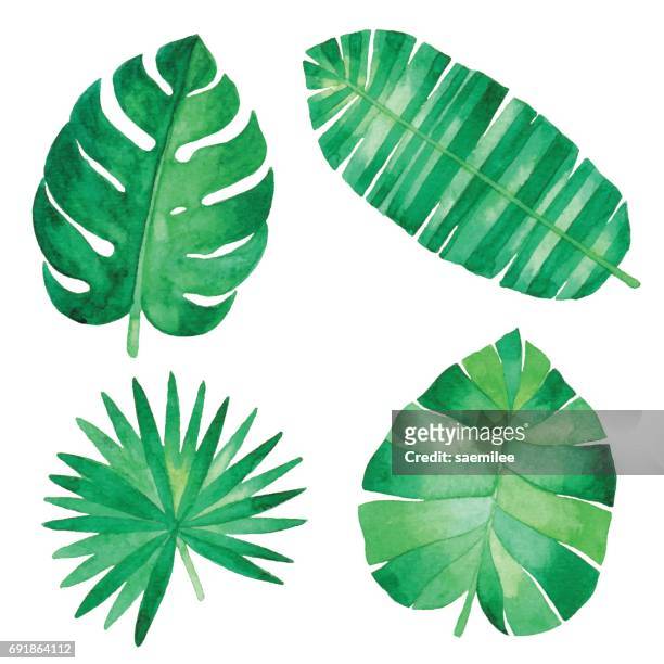 水彩的熱帶樹葉 - 紙水彩畫 幅插畫檔、美工圖案、卡通及圖標