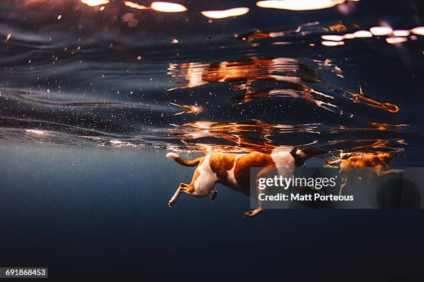 dogs and dolphins - dog swimming stock pictures, royalty-free photos & images