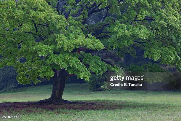 imperial gardens at meiji shrine in tokyo, japan - momiji tree stock pictures, royalty-free photos & images