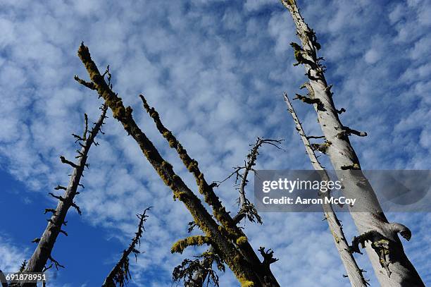 subalpine fir - korktanne stock-fotos und bilder