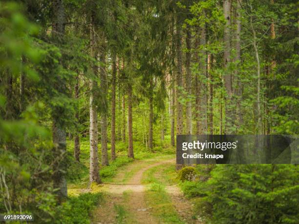 summer nature landscape in the forest woods - grove stock pictures, royalty-free photos & images