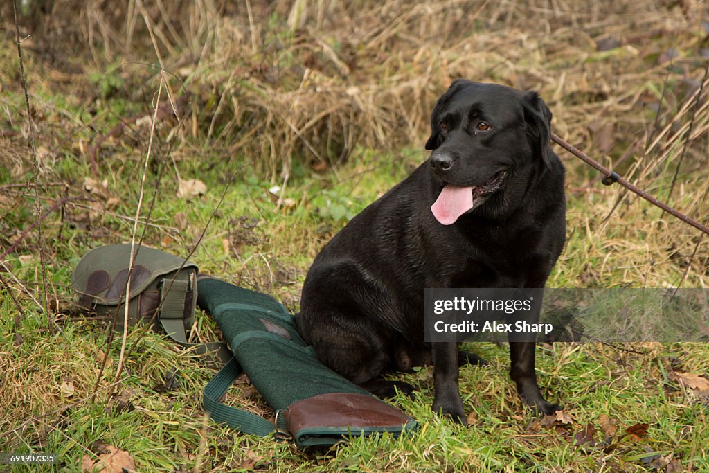 Working dog at Pheasant shoot