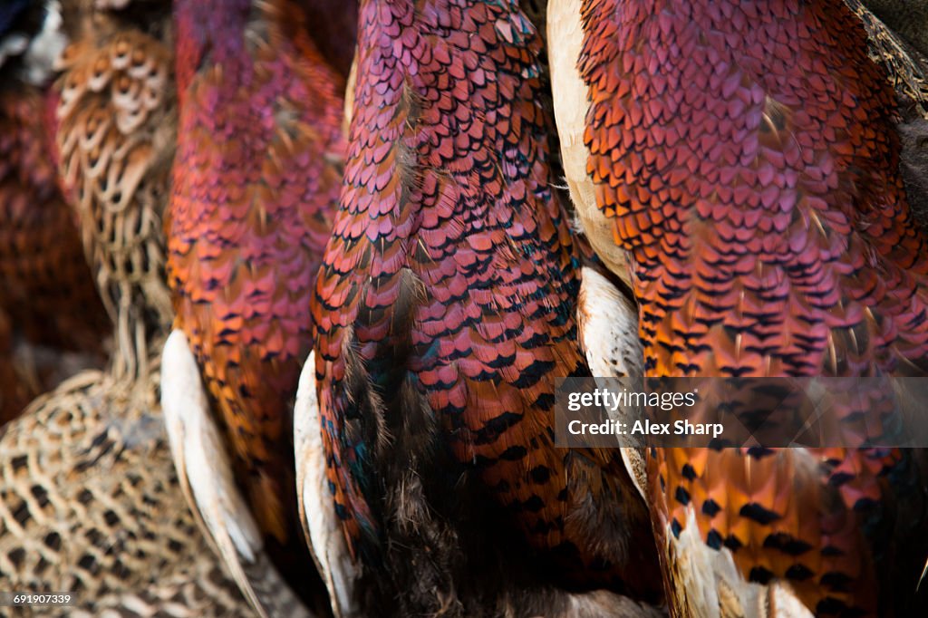 Close up of Pheasants