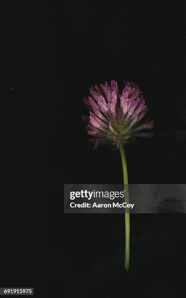 trifolium pratense - flat bed scanner stock pictures, royalty-free photos & images