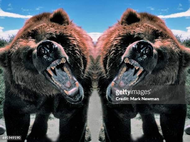 grizzly bear growling, mirror image - intimidation stock pictures, royalty-free photos & images