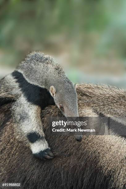 giant anteater - großer ameisenbär stock-fotos und bilder