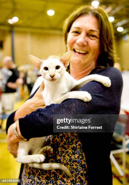 Serapis Dancing'in'the'Dark, a caramel tortie tabby point Siamese cat at Merseyside Cat Club Championship show at Sutton Leisure Centre on June 3,...