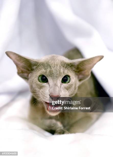 Saramese I Found A Boy, an Oriental lilac kitten at Merseyside Cat Club Championship show at Sutton Leisure Centre on June 3, 2017 in St Helens,...