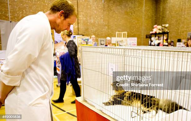 Cats are judged at Merseyside Cat Club Championship show at Sutton Leisure Centre on June 3, 2017 in St Helens, England.