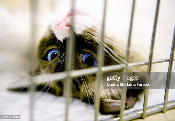 Cats are judged at Merseyside Cat Club Championship show at Sutton Leisure Centre on June 3, 2017 in St Helens, England.