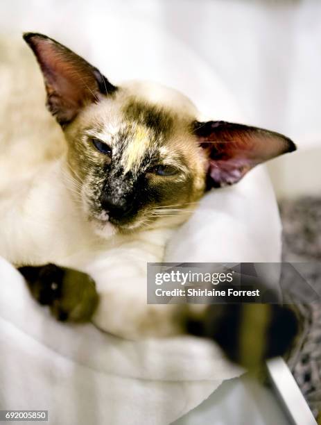 Cats are judged at Merseyside Cat Club Championship show at Sutton Leisure Centre on June 3, 2017 in St Helens, England.