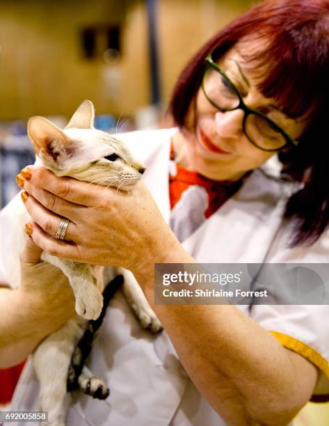 Cats are judged at Merseyside Cat Club Championship show at Sutton Leisure Centre on June 3, 2017 in St Helens, England.