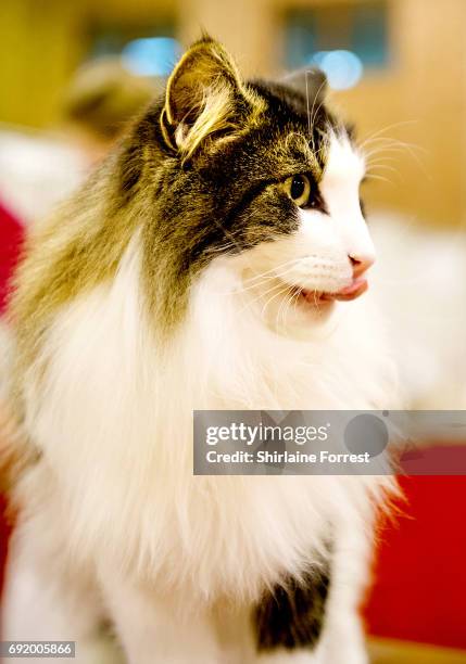 Cats are judged at Merseyside Cat Club Championship show at Sutton Leisure Centre on June 3, 2017 in St Helens, England.