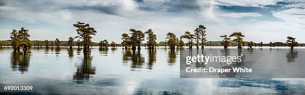 caddo lake in uncertain, texas. - texas gulf coast stock-fotos und bilder