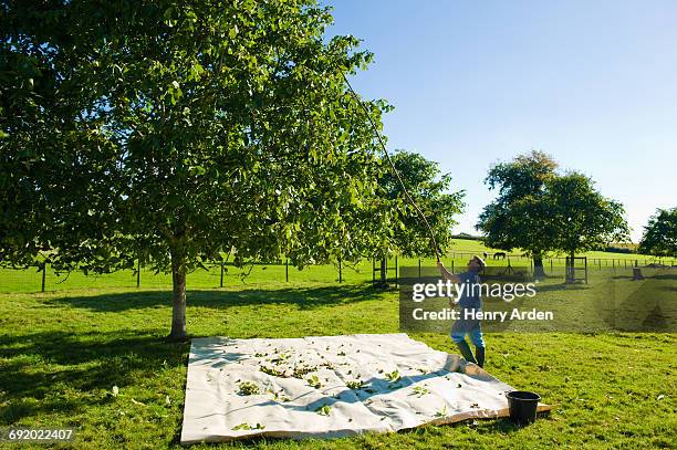 man retrieving walnuts from tree with pole in walnut grove - walnut tree stock pictures, royalty-free photos & images
