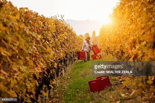 worker harvesting red grapes of nebbiolo, barolo, langhe, cuneo, piedmont, italy - red grape stockfoto's en -beelden