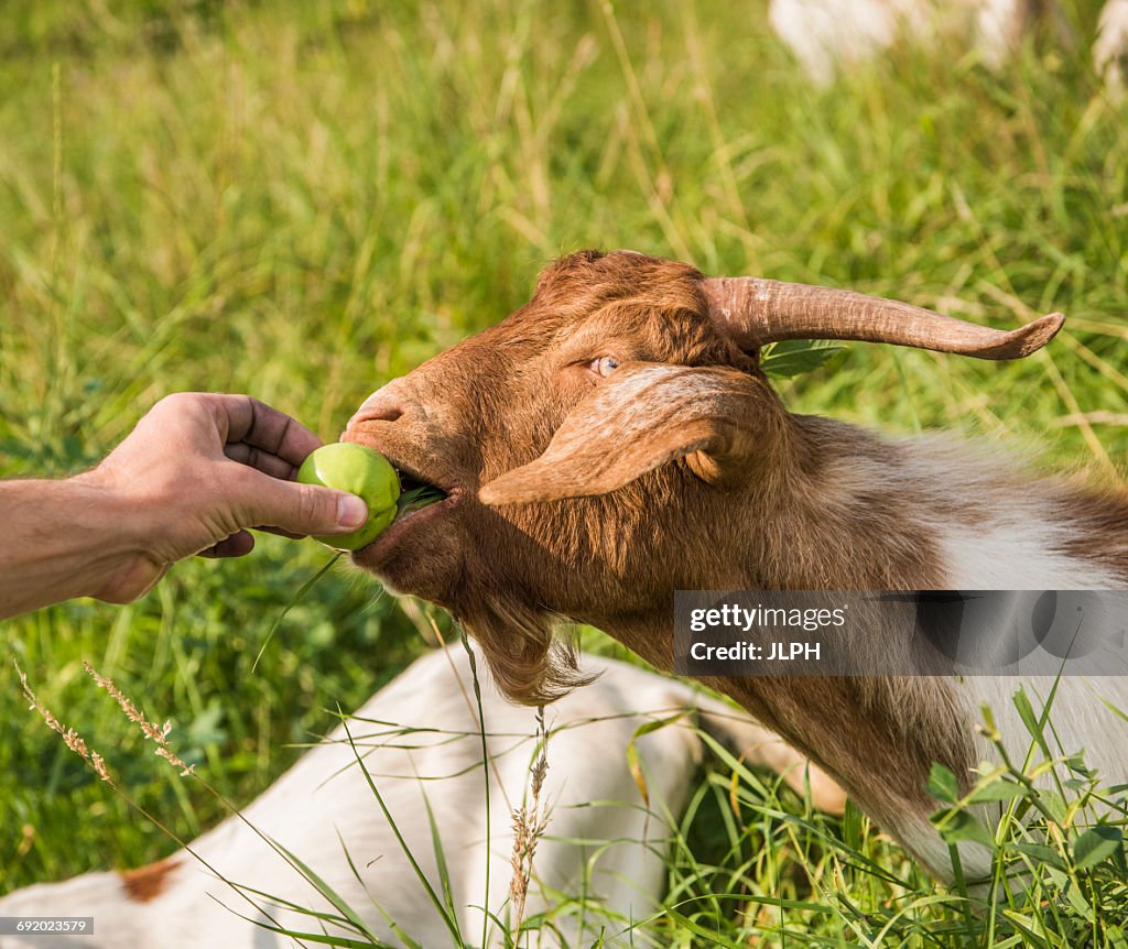 Cropped view of man feeding goat with apple