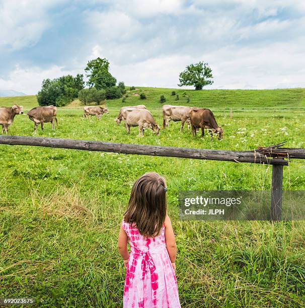 Cow Back View Photos and Premium High Res Pictures - Getty Images