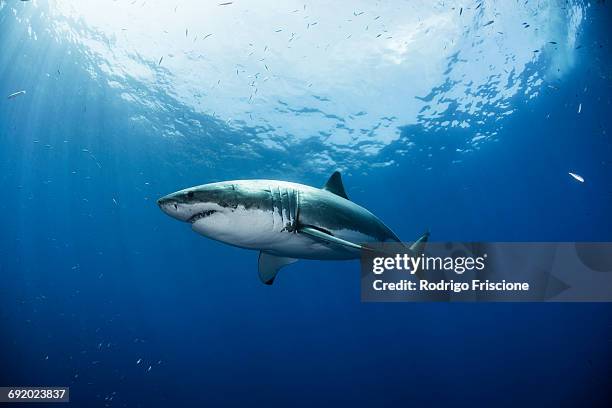 low angle view of great white shark, guadalupe, mexico - great white shark stock pictures, royalty-free photos & images