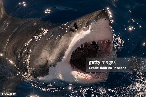 white shark misses a piece of bait and breaks the surface with mouth wide open, guadalupe island, mexico - tiburón jaquetón fotografías e imágenes de stock