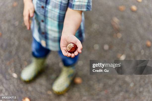 cropped view of boys hands holding conker - horse chestnut seed stock pictures, royalty-free photos & images