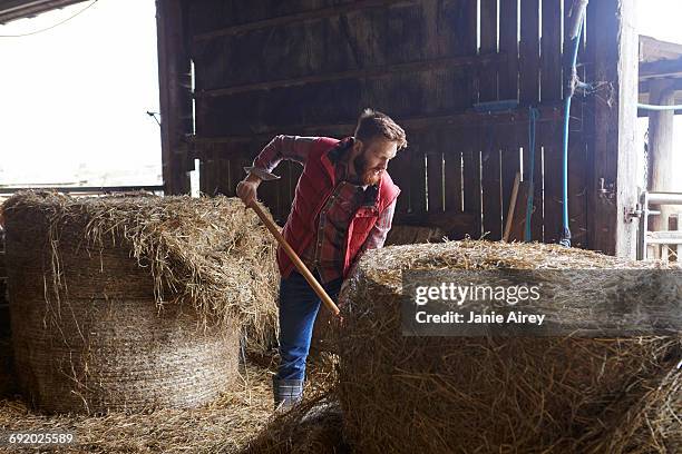 man in barn shovelling hay - heu stock-fotos und bilder