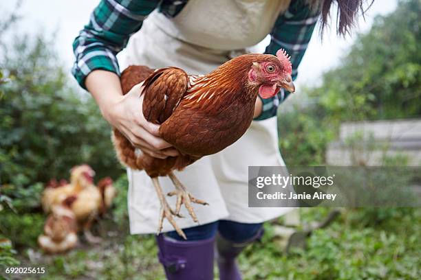 woman on chicken farm holding chicken - chickens stock pictures, royalty-free photos & images