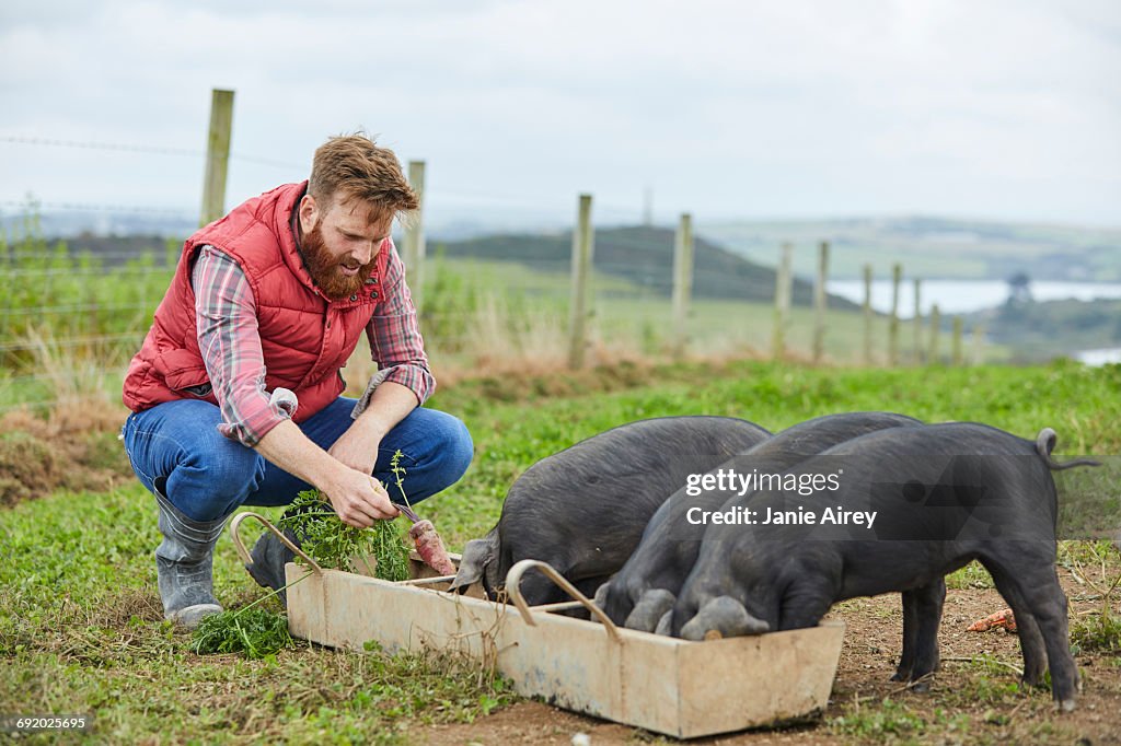 Man on farm feeding piglets