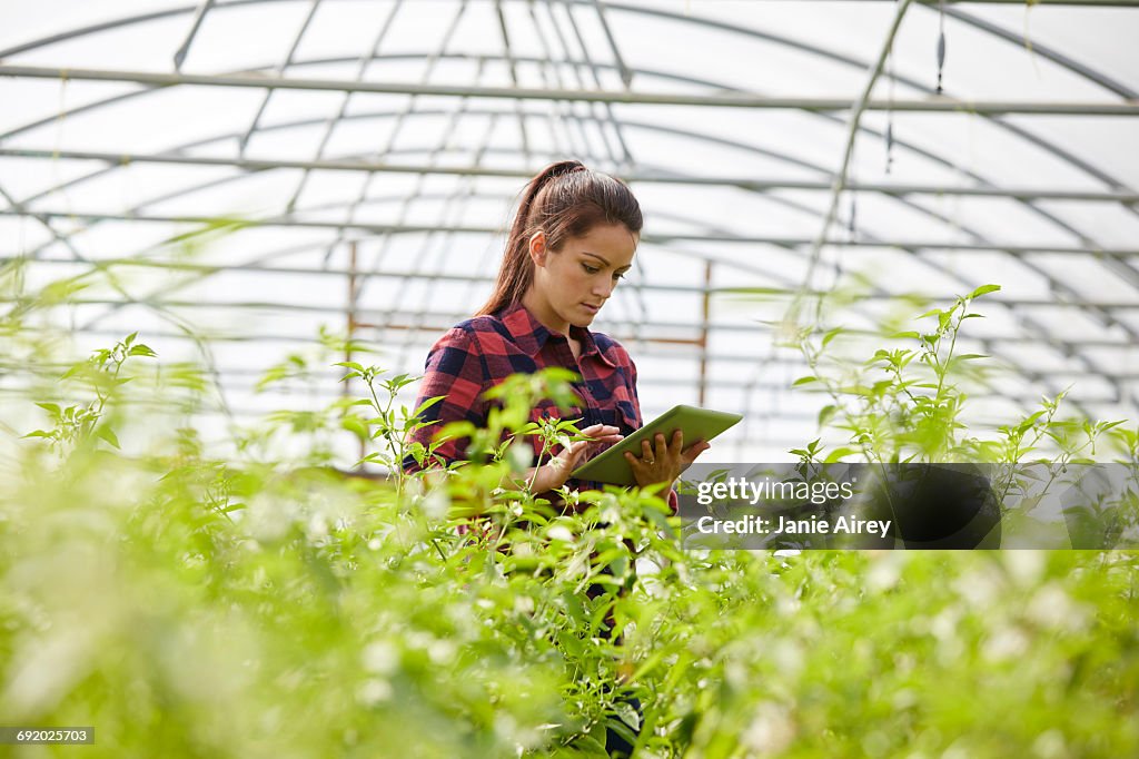 Woman in polytunnel using digital tablet