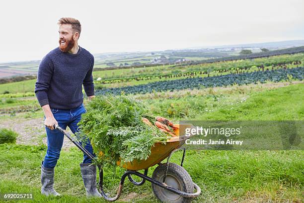 man on farm pushing wheelbarrow of carrots - wheelbarrow stock pictures, royalty-free photos & images