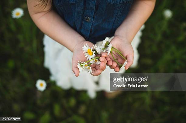 overhead view of girls hands holding daisy flowers - ヒナギク ストックフォトと画像