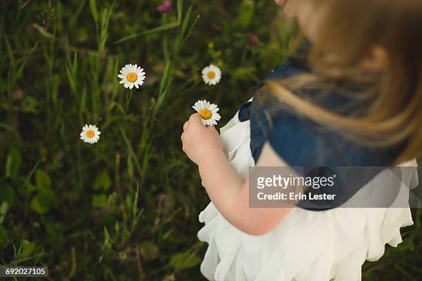 over shoulder view of girl picking daisy flowers - ヒナギク ストックフォトと画像